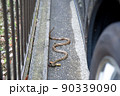 民家の駐車場に現れたシマヘビ 90339090