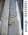 民家の駐車場に現れたシマヘビ 90339091