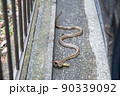 民家の駐車場に現れたシマヘビ 90339092