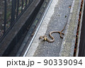 民家の駐車場に現れたシマヘビ 90339094