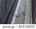 民家の駐車場に現れたシマヘビ 90339095