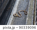 民家の駐車場に現れたシマヘビ 90339096