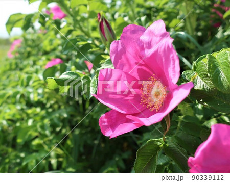 砂浜に咲くハマナスの花 90339112