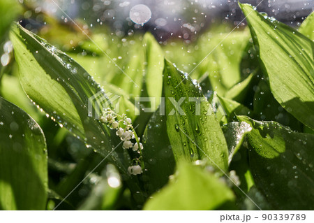 Blooming lily of the valley flowers dew or rain drops Blooming lily of the valley flowers dew or rain drops 90339789