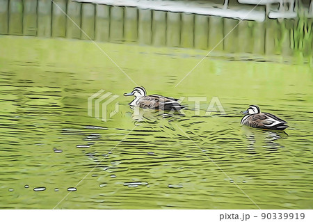 カルガモのいる公園 90339919
