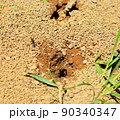 蟻の巣の周りで働く蟻たち 90340347