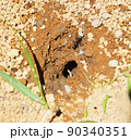 蟻と蟻の巣 90340351
