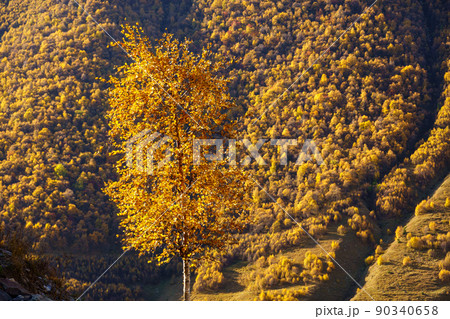 Mountain slope with autumn trees Mountain slope with autumn trees 90340658