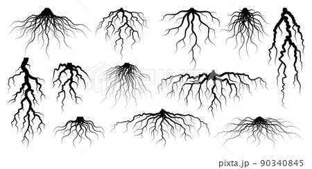Various realistic tree or shrub roots Parts of  Stock Illustration  90340845  PIXTA