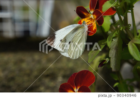 花の蜜を吸う蝶々 90340946