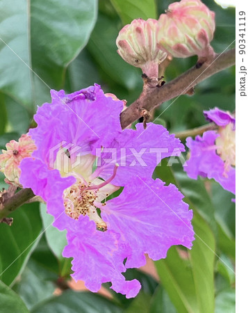 沖縄 街路樹に咲くオオバナサルスベリの花 90341119