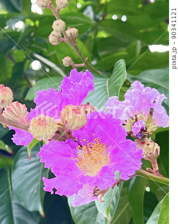 沖縄 街路樹に咲くオオバナサルスベリの花 沖縄 街路樹に咲くオオバナサルスベリの花 90341121