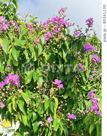 沖縄 街路樹に咲くオオバナサルスベリの花 90341130
