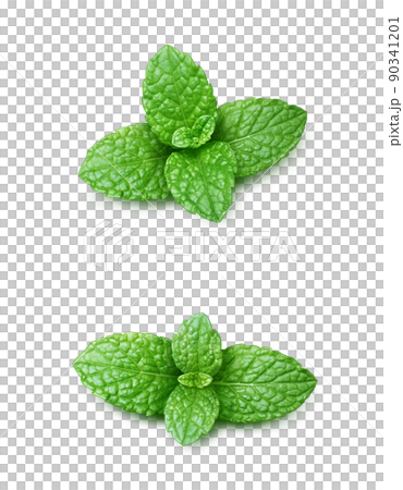Mint Leaf Spearmint Illustration Real Set Mint Leaf Spearmint Illustration Real Set 90341201