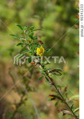 Flowering branch, Chamaecytisus ruthenicus, on natural background. Russian Broom, Chamaecytisus ruthenicus, in garden. Selective focus of flowering plant image 90341233