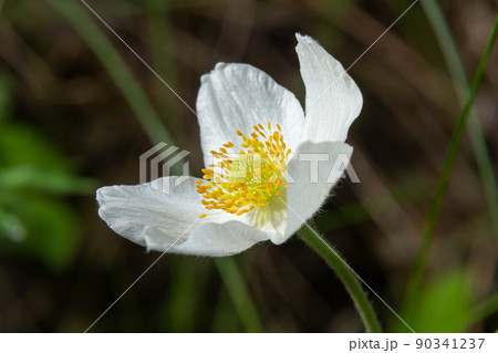 Fading white flower of snowdrop anemone, Anemone sylvestris, in the middle of steles, closeup with selective focus 90341237