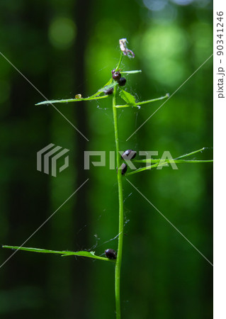 The bulbils of the coralroot, Cardamine bulbifera, in spring. In the spring forest, in the natural environment 90341246