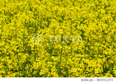 Rapeseed field, Blooming canola flowers close up. Rape on the field in summer. Bright Yellow rapeseed oil. Flowering rapeseed Rapeseed field, Blooming canola flowers close up. Rape on the field in summer. Bright Yellow rapeseed oil. Flowering rapeseed 90341255