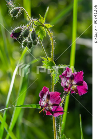 In the wild in the spring forest Geranium phaeum blooms In the wild in the spring forest Geranium phaeum blooms 90341266