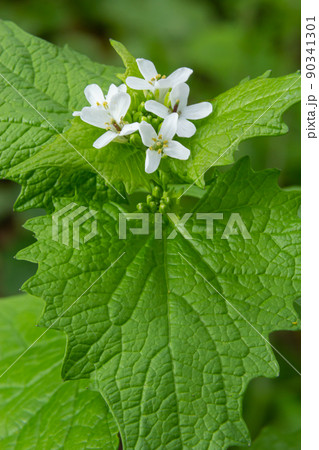 Garlic Mustard - Alliaria petiolata Common plant of woodland edge 90341301