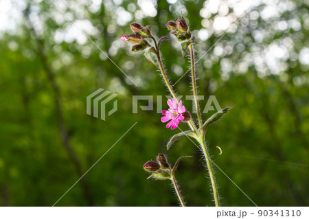 Red Campion, Silene dioica, growing wild on the banks of the River Wansbeck , Northumberland in the North East of England. A fully opened flower is shown next to unopened buds and blurred background 90341310