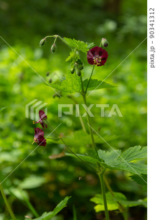 Purple and red flowers of Geranium phaeum Samobor in spring garden 90341312