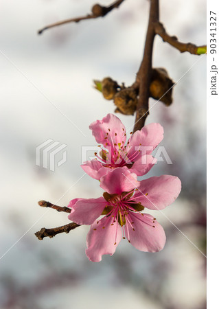Peach branches densely covered with pink flowers - abundant flowering of the fruit tree Peach branches densely covered with pink flowers - abundant flowering of the fruit tree 90341327