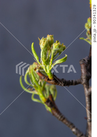 Blooming pear branch against the blue sky. Pear blossoms with small white flowers. Spring flowering of fruit trees. Blurred background Blooming pear branch against the blue sky. Pear blossoms with small white flowers. Spring flowering of fruit trees. Blurred background 90341329