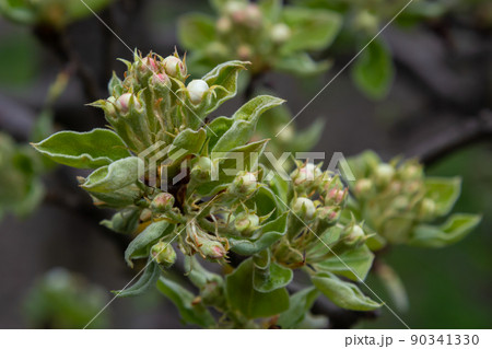 Blooming pear branch against the blue sky. Pear blossoms with small white flowers. Spring flowering of fruit trees. Blurred background Blooming pear branch against the blue sky. Pear blossoms with small white flowers. Spring flowering of fruit trees. Blurred background 90341330