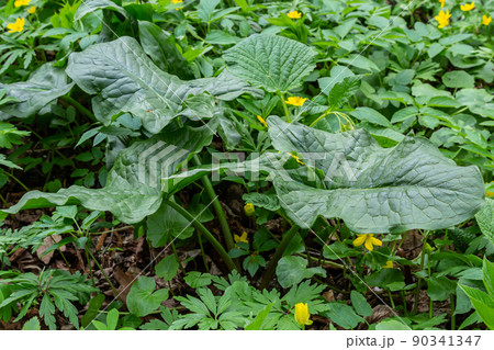 Arum maculatum in habitat. Aka snakeshead, adder's root, wild arum, arum lily, lords-and-ladies, devils and angels, cows and bulls, cuckoo-pint, Adam and Eve, bobbins and jack in the pulpit Arum maculatum in habitat. Aka snakeshead, adder's root, wild arum, arum lily, lords-and-ladies, devils and angels, cows and bulls, cuckoo-pint, Adam and Eve, bobbins and jack in the pulpit 90341347