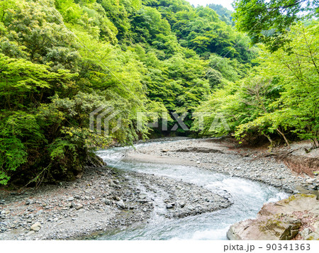 初夏のみずみずしい景色　神奈川県道70号線沿いの本谷川 90341363