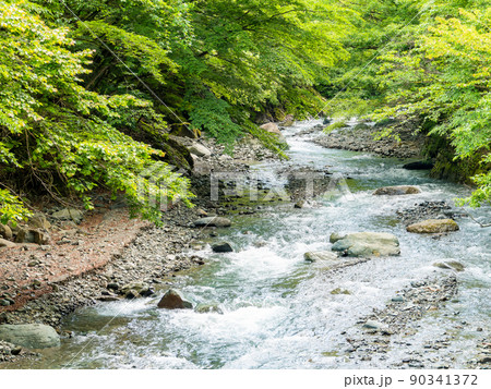 初夏のみずみずしい景色　神奈川県道70号線沿いの本谷川 90341372