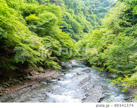 初夏のみずみずしい景色 神奈川県道70号線沿いの本谷川 初夏のみずみずしい景色 神奈川県道70号線沿いの本谷川 90341374
