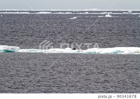Antarctica - Seals On An Iceberg Antarctica - Seals On An Iceberg 90341678