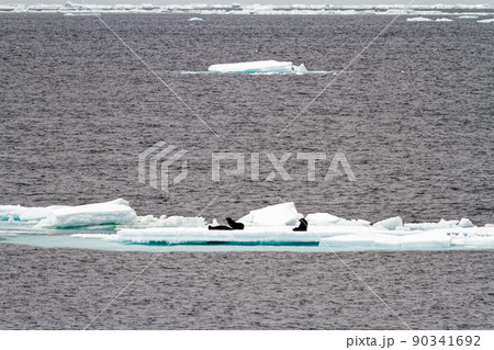 Antarctica - Seals On An Iceberg Antarctica - Seals On An Iceberg 90341692