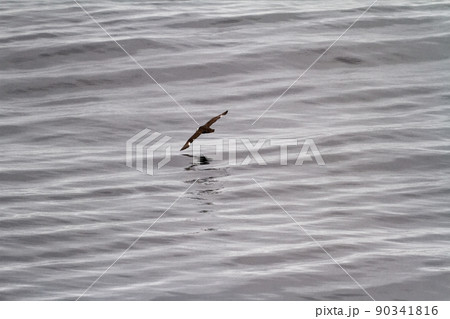 Albatross in Antarctica 90341816
