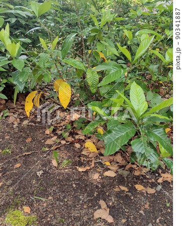 初夏の植物の変わり始め 初夏の植物の変わり始め 90341887