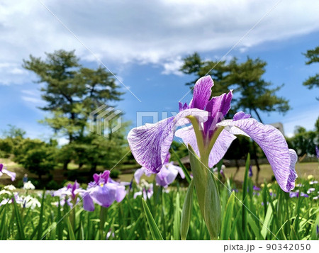 五月晴れの青空に映える満開の花菖蒲［東公園花菖蒲園/愛知県岡崎市］ 90342050
