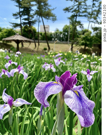 花菖蒲［東公園花菖蒲園/愛知県岡崎市］ 90342100