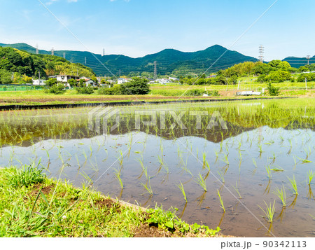 初夏の穏やかな農村の景色 田植えの終った美しい田んぼ 初夏の穏やかな農村の景色 田植えの終った美しい田んぼ 90342113