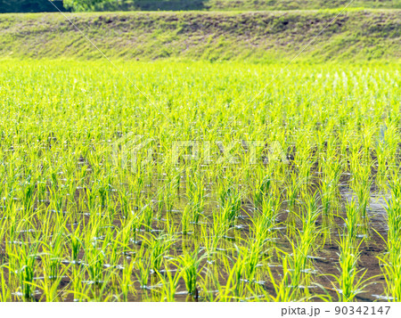 初夏の穏やかな農村の景色　田植えの終った美しい田んぼ 90342147