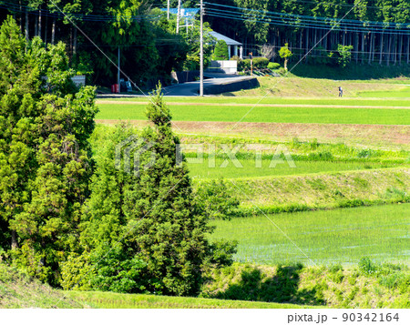 初夏の穏やかな農村の景色　田植えの終った美しい田んぼ 90342164