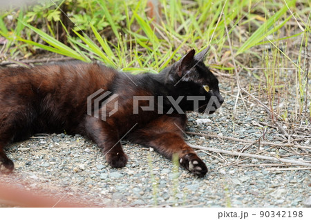 静かな港で青い海をバックに猫が昼寝する 90342198