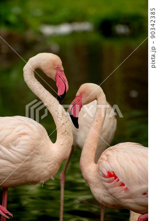 Gorgeous Flamingo birds. Tropical Theme Wallpaper with Flamingos.  90342385