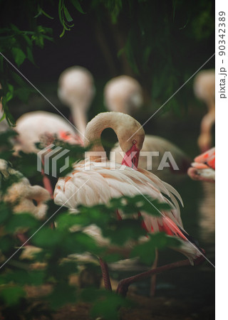 Gorgeous Flamingo birds. Tropical Theme Wallpaper with Flamingos. Gorgeous Flamingo birds. Tropical Theme Wallpaper with Flamingos. 90342389