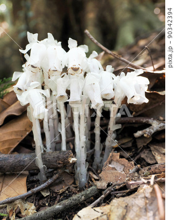 自生するギンリョウソウ 自生するギンリョウソウ 90342394