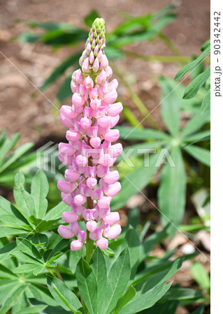 ラッセルルピナス 90342442