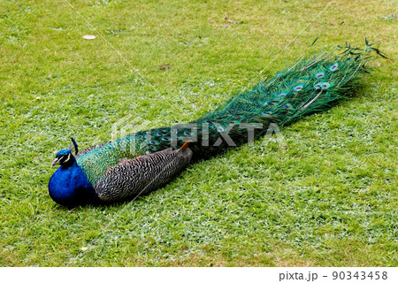 Peacock at Warwick castle garden Peacock at Warwick castle garden 90343458