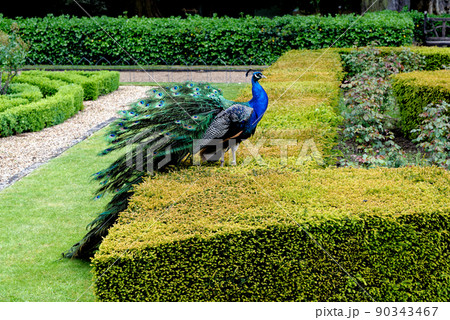 Peacock at Warwick castle garden 90343467