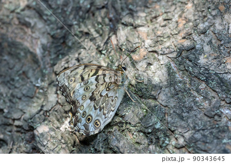 サトキマダラヒカゲ サトキマダラヒカゲ 90343645